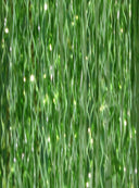 Jon Renau - Colour Easitinsel Green